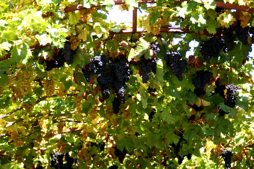 2011.09.16.130358_Red_grapes_Theresienstrasse_Rhodt