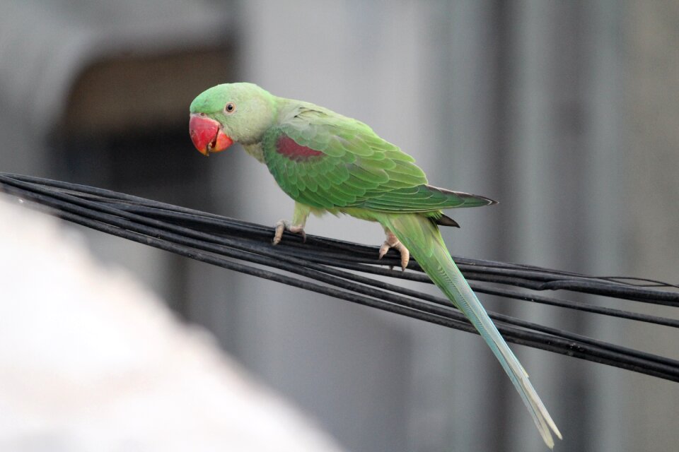 Parrot bird indian ringneck photo