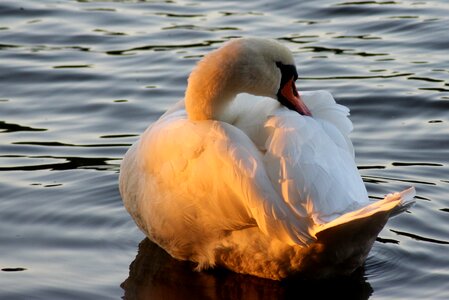 Swan water sunset