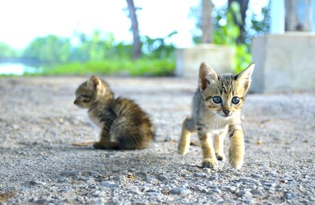 Cats day kitten