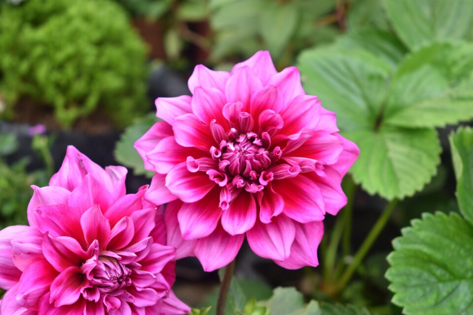 Dahlia floral garden photo