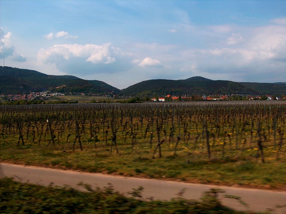 20110414Weinstrasse1