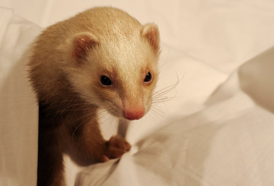 Ferret white sheet domestic animal