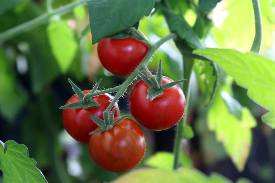 Vegetables fresh vegetable growing