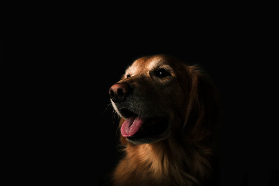 Pet domestic tongue
