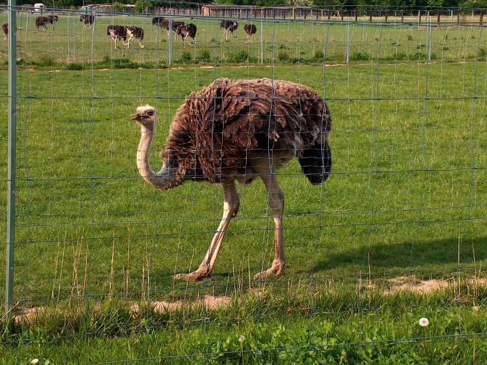 20110424Straussenfarm_Walldorf2