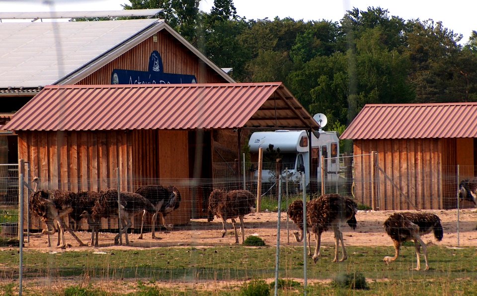 20110424Straussenfarm_Walldorf1
