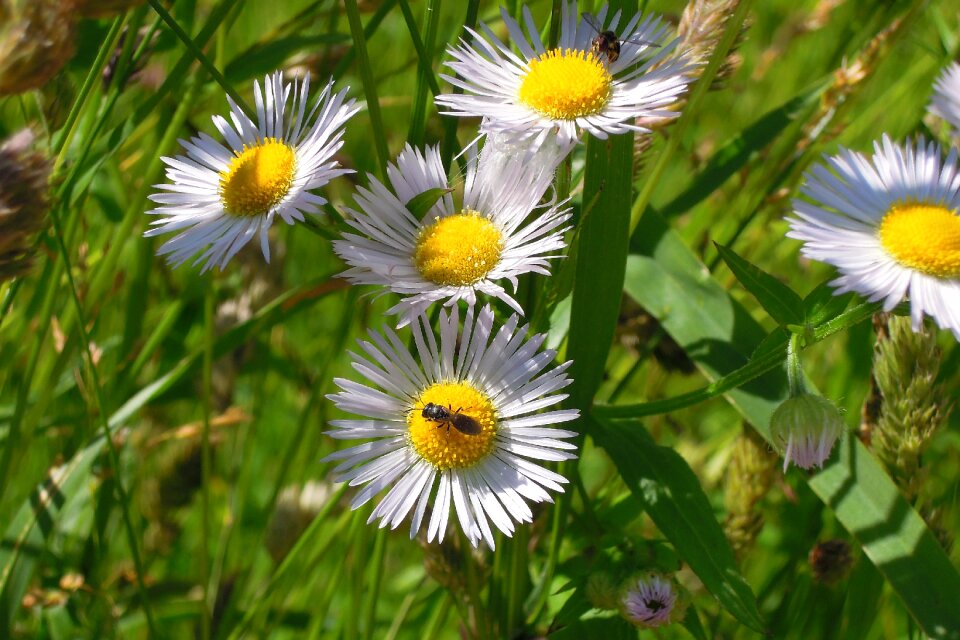 Flower bloom outdoor