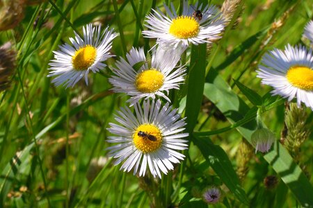 Flower bloom outdoor