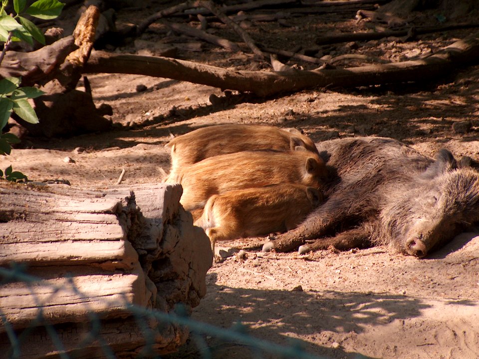 20110422Wildschweingehege_Ketsch6