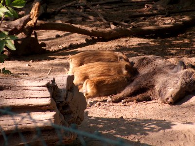 20110422Wildschweingehege_Ketsch6