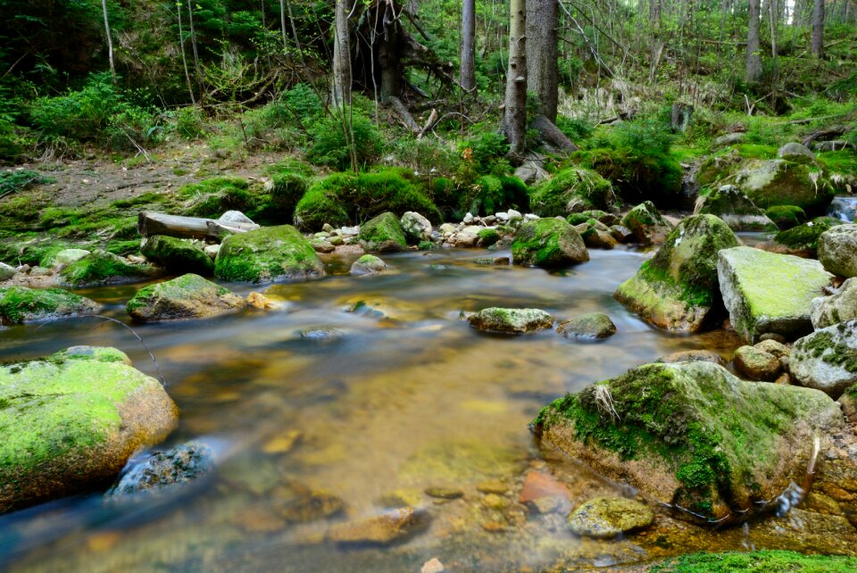 The brook landscape nature