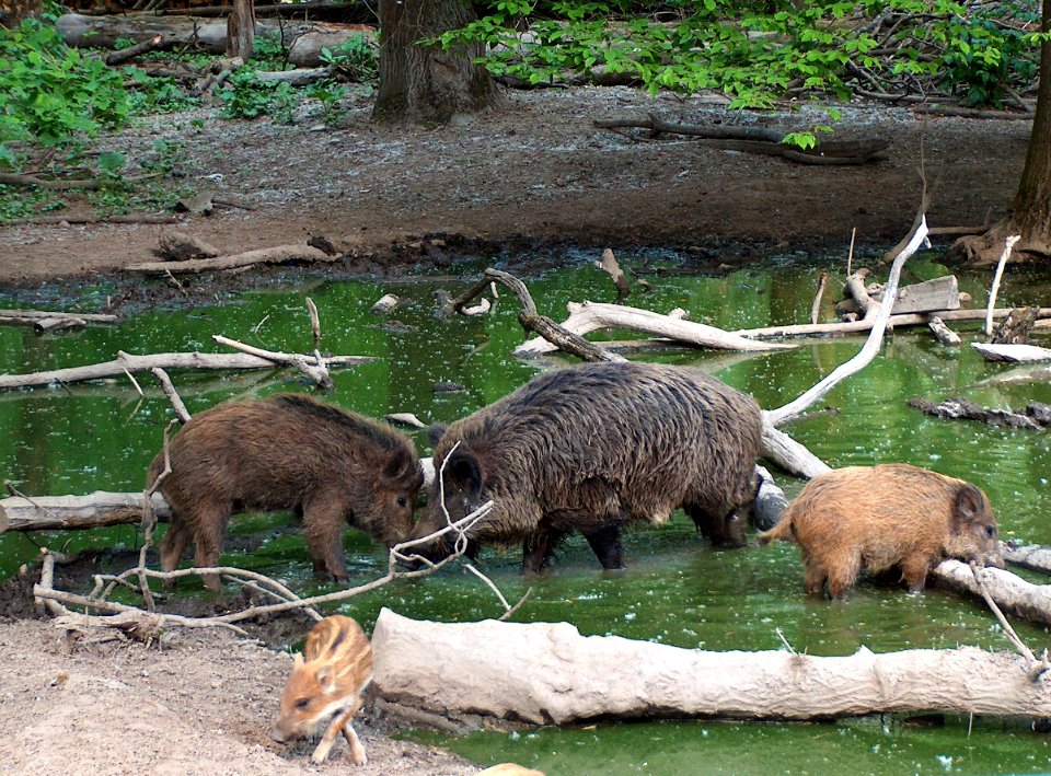 20110422Wildschweingehege_Ketsch8
