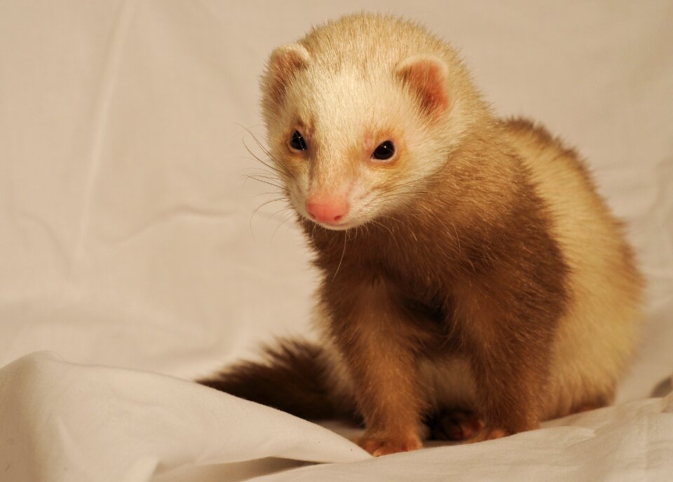 Ferret white sheet domestic animal