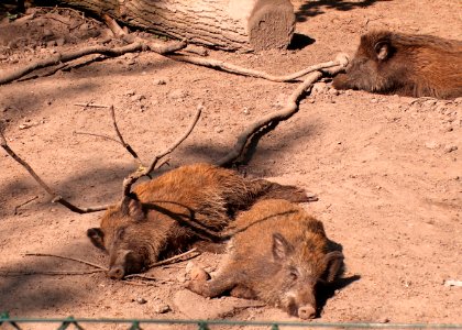 20110422Wildschweingehege_Ketsch1