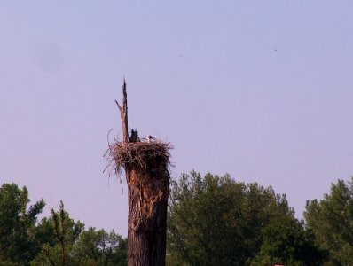 20110423Storch_Rheinhausen