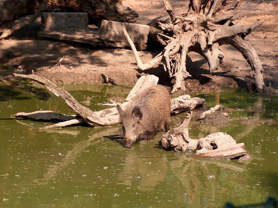 20110422Wildschweingehege_Ketsch2