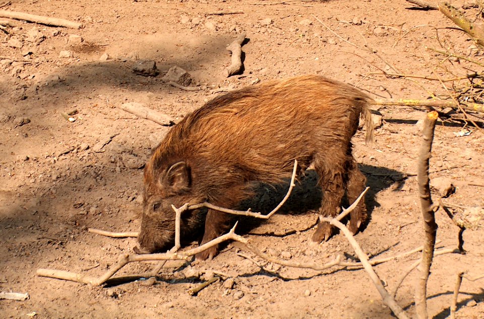 20110422Wildschweingehege_Ketsch7