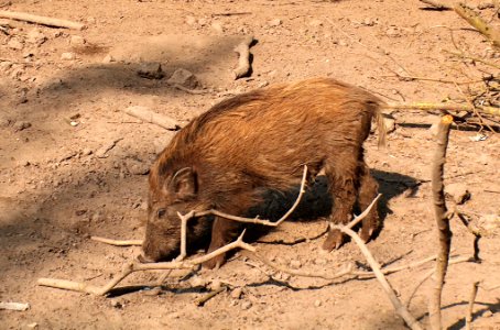 20110422Wildschweingehege_Ketsch7