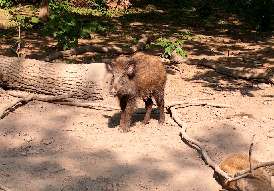 20110422Wildschweingehege_Ketsch3