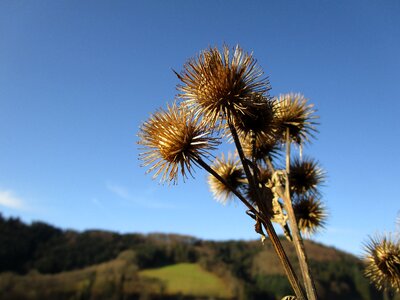 Prickly wild flower autumn photo