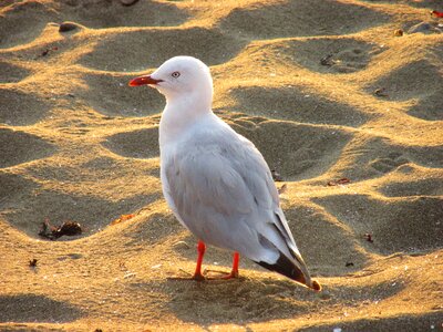 Seagulls birds wildlife