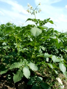 20110607Feld_Hockenheim2