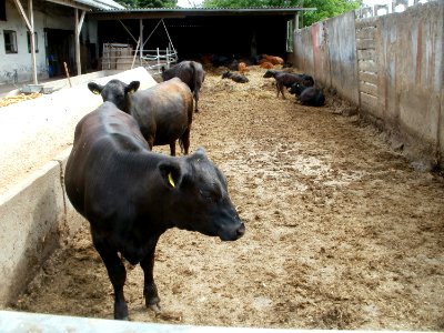 20110611Lusshof_Kaelber