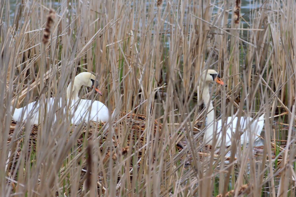 Breed water bird landscape