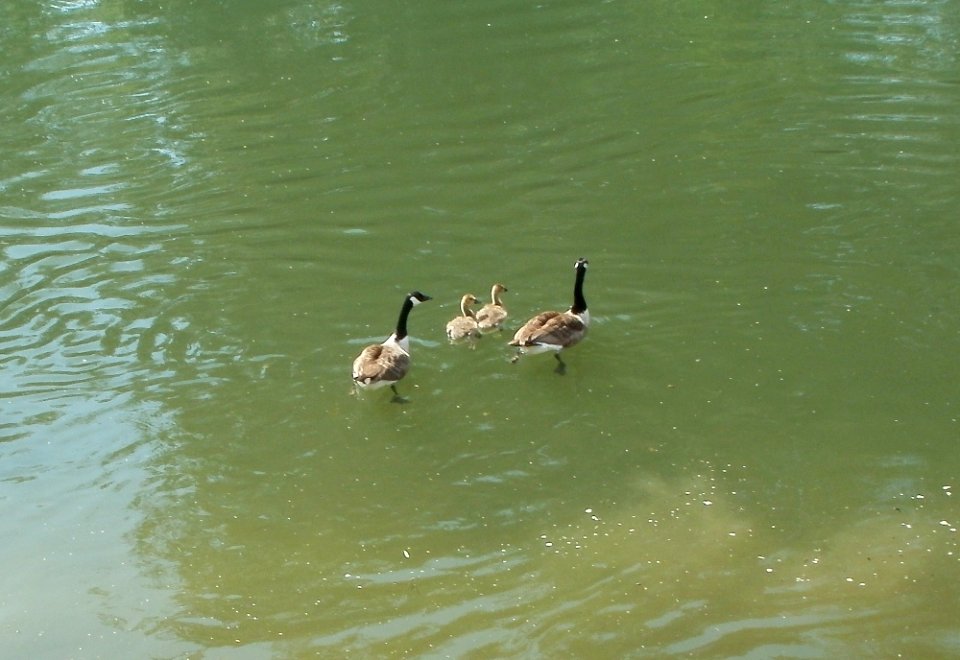 20110607Branta_canadensis1
