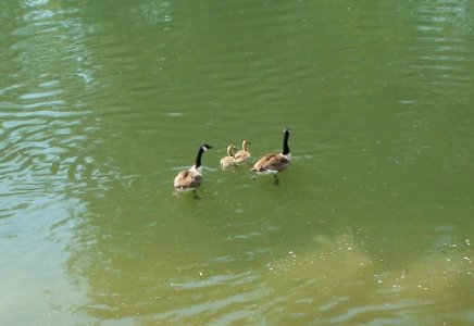 20110607Branta_canadensis1