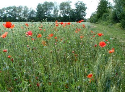 20110611Mohnblumen_Bahndamm