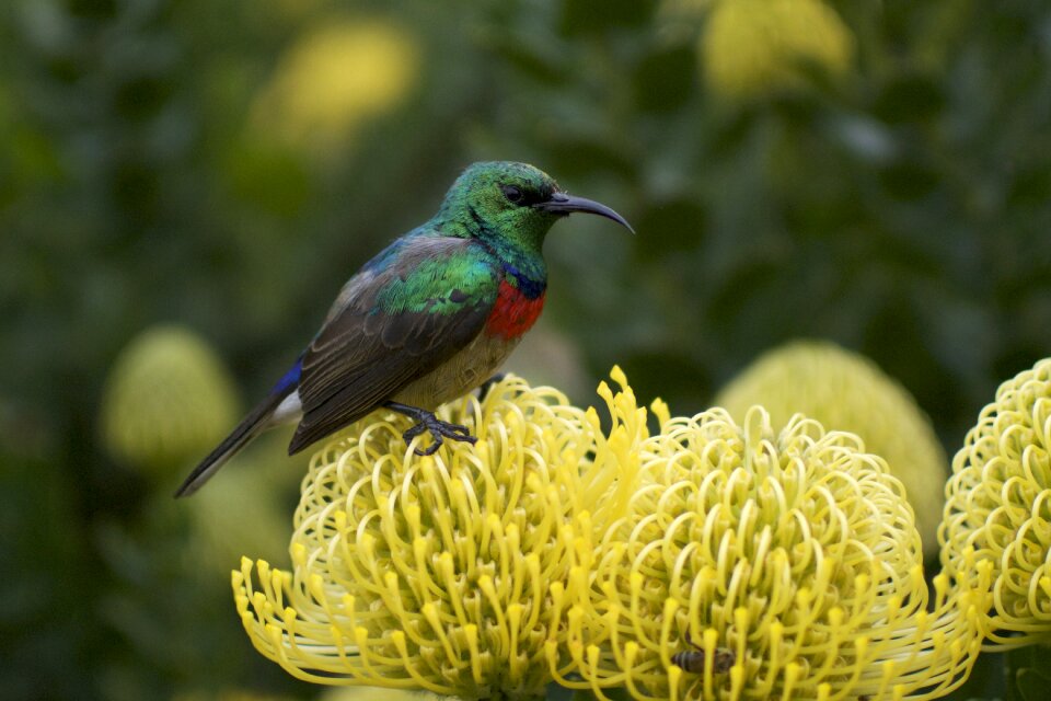 Pincushion protea nectar flower