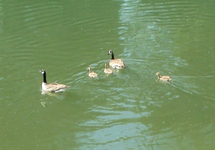 20110607Branta_canadensis2