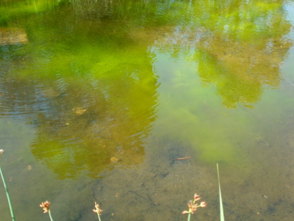 20110618Buergerpark_Saarbruecken6
