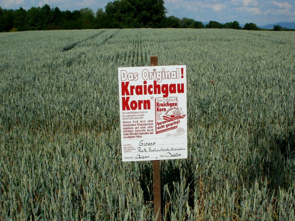 20110607Weizenfeld_Hockenheim1