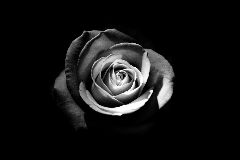 Floral love romance
