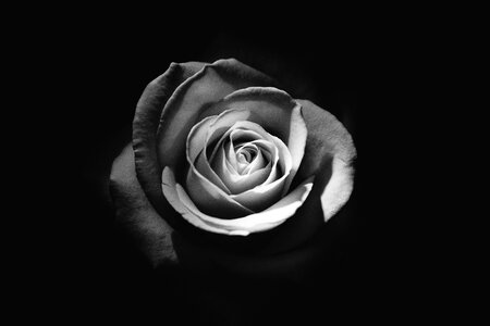 Floral love romance