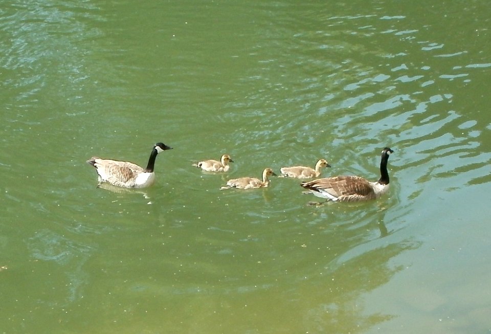 20110607Branta_canadensis5