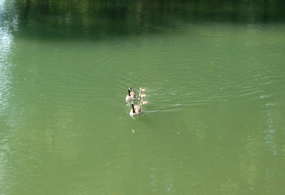 20110607Branta_canadensis3