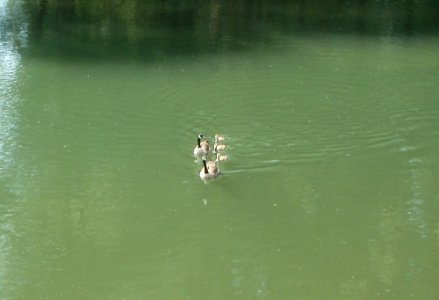 20110607Branta_canadensis3