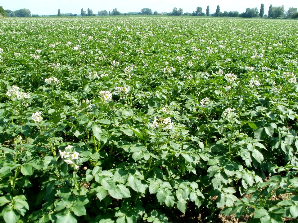 20110607Feld_Hockenheim1