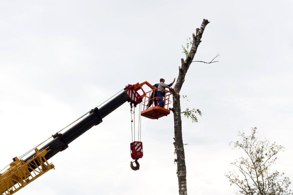 Chainsaw on high working