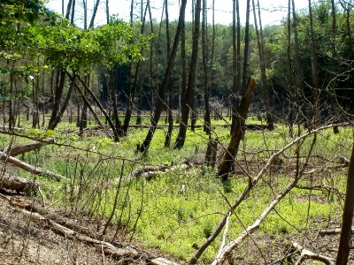 20110602Urwald_im_Steinbachtal04