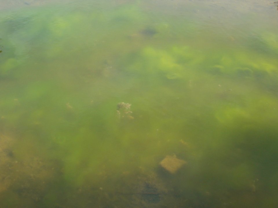 20110618Buergerpark_Saarbruecken7