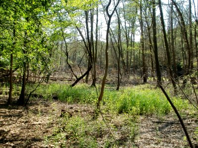 20110602Urwald_im_Steinbachtal02
