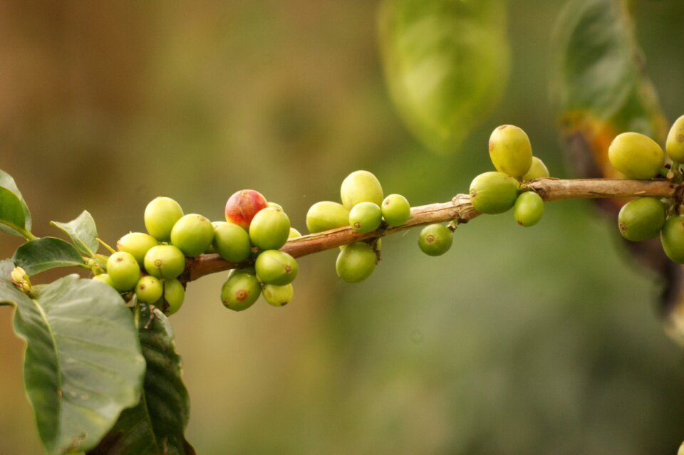 Landscape coffee colombia
