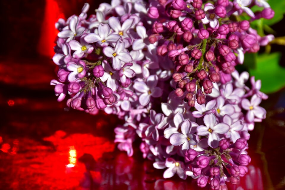 Blossom bloom bloom