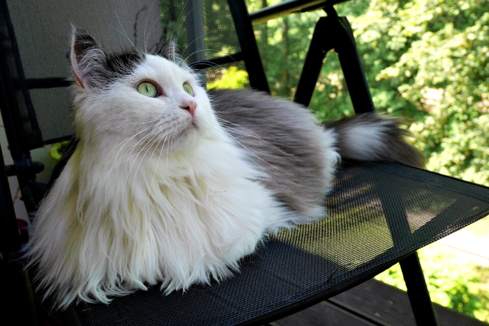 Siberian cat observation note