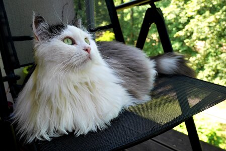 Siberian cat observation note